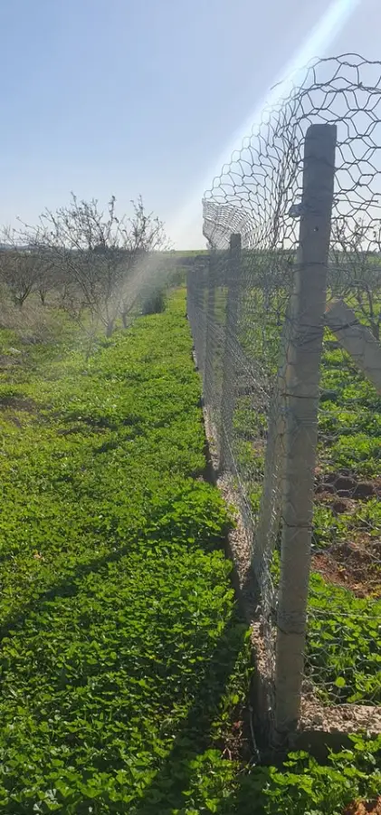 Terrain agricole 1200 m² à vendre à Borj El Amri avec 50 arbres (amandiers et oliviers) - Photo 2
