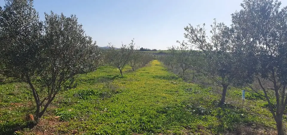 Terrain agricole 1200 m² à vendre à Borj El Amri avec 50 arbres (amandiers et oliviers) - Photo 1