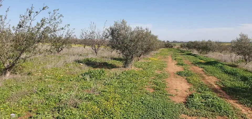 Terrain agricole 1200 m² à vendre à Borj El Amri avec 50 arbres (amandiers et oliviers) - Photo 3