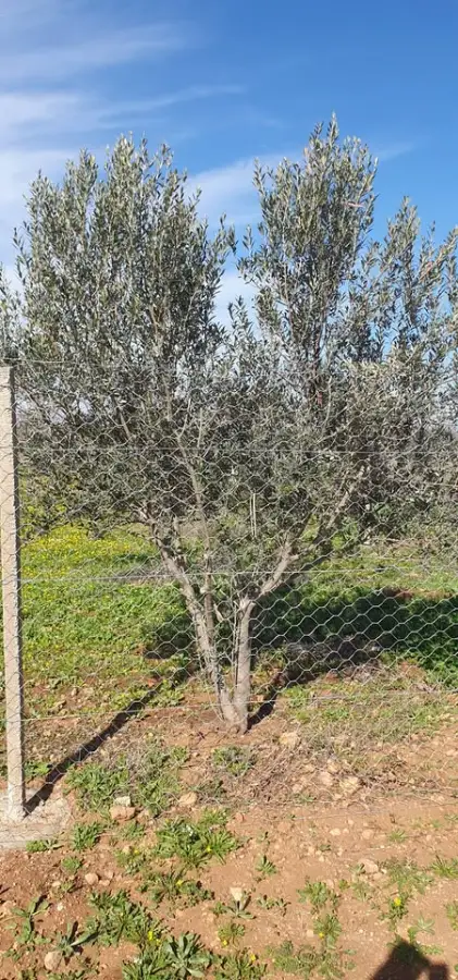 Terrain agricole 1200 m² à vendre à Borj El Amri avec 50 arbres (amandiers et oliviers) - Photo 4