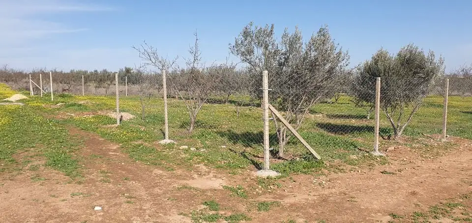 Terrain agricole 1200 m² à vendre à Borj El Amri avec 50 arbres (amandiers et oliviers) - Photo 5