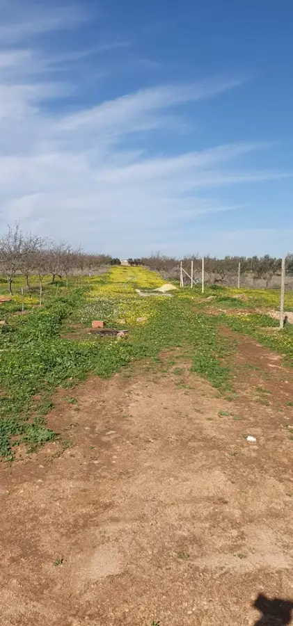 Terrain agricole 1200 m² à vendre à Borj El Amri avec 50 arbres (amandiers et oliviers) - Photo 6