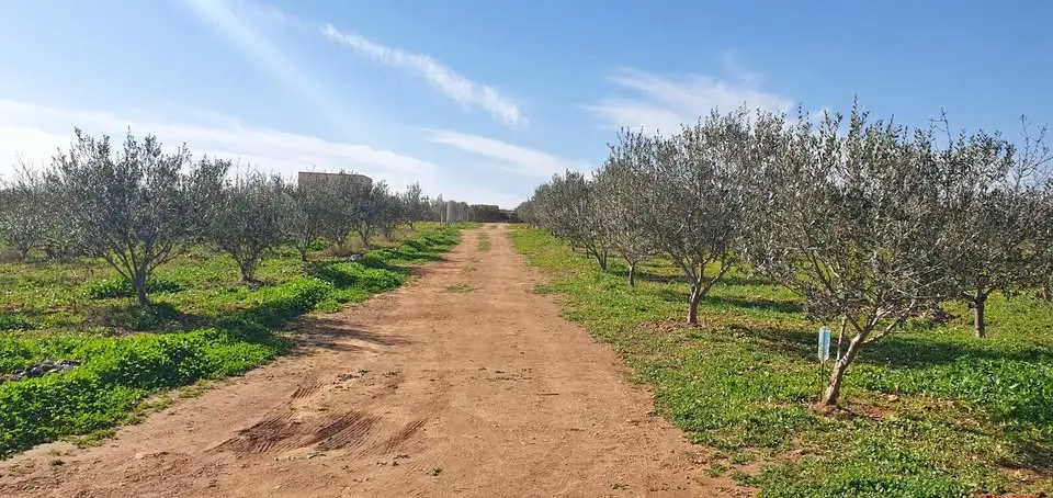 Terrain agricole 1200 m² à vendre à Borj El Amri avec 50 arbres (amandiers et oliviers) - Photo 7
