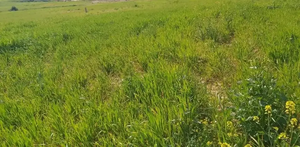 اللبيع الارض مسجلية في سيدي مدين 2500م - Photo 2