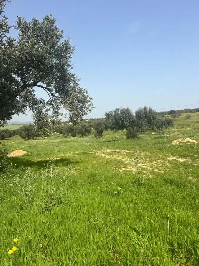 سانــية زيتـــون 🌳 ب 70 مليــون فقــط 💯 ⬅ زغوان القنطرة الكحلة 📍 - Photo 2