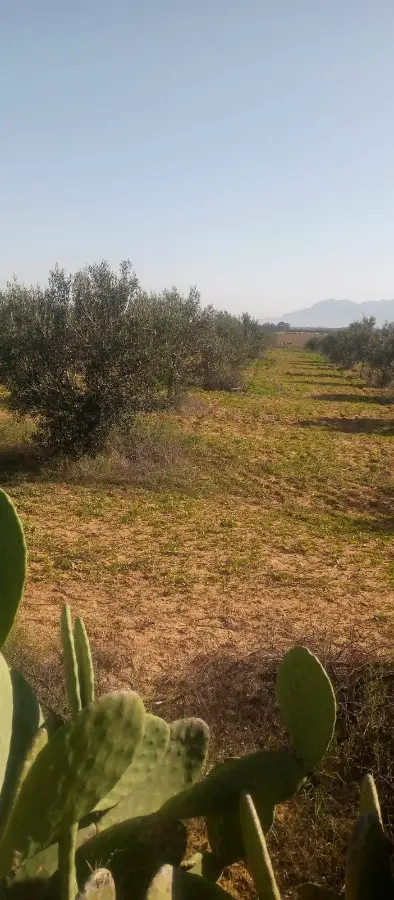 À vendre : terrain 3,5 ha – 740 oliviers, 220 grenadiers – Bir Mchergua - Photo 2