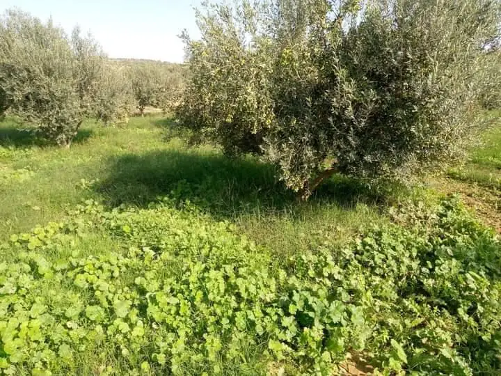 À vendre : terrain 3,5 ha – 740 oliviers, 220 grenadiers – Bir Mchergua - Photo 3