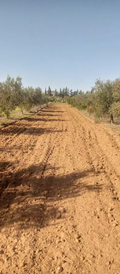 À vendre : terrain 3,5 ha – 740 oliviers, 220 grenadiers – Bir Mchergua - Photo 4