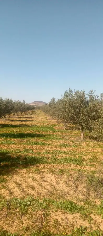 À vendre : terrain 3,5 ha – 740 oliviers, 220 grenadiers – Bir Mchergua - Photo 1