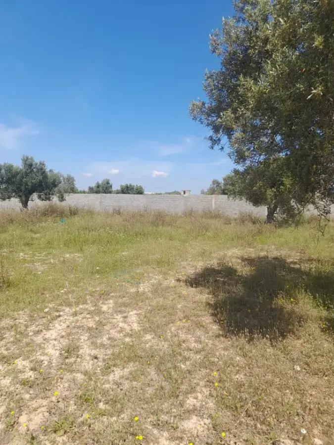 À vendre : Terrain 500 m² à Douikhla – Titre foncier, opportunité à saisir 📞 95 879 360 - Photo 2