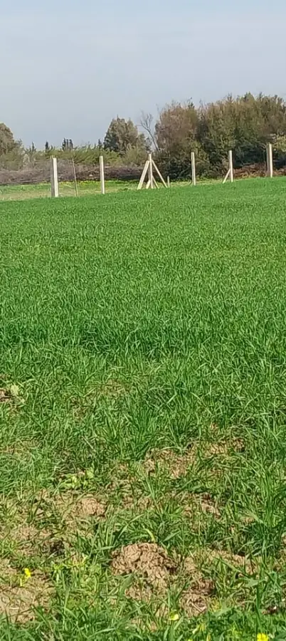 Terrain de 4650 m² à vendre à El Jadida – Proche centre-ville, titre foncier – 92 100 005 - Photo 4