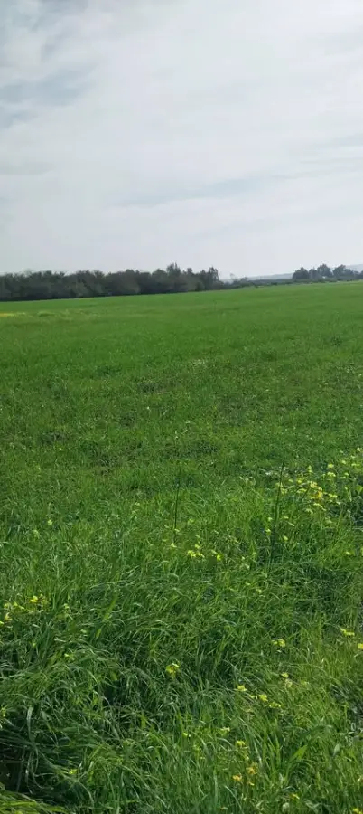 Terrain de 4650 m² à vendre à El Jadida – Proche centre-ville, titre foncier – 92 100 005 - Photo 6