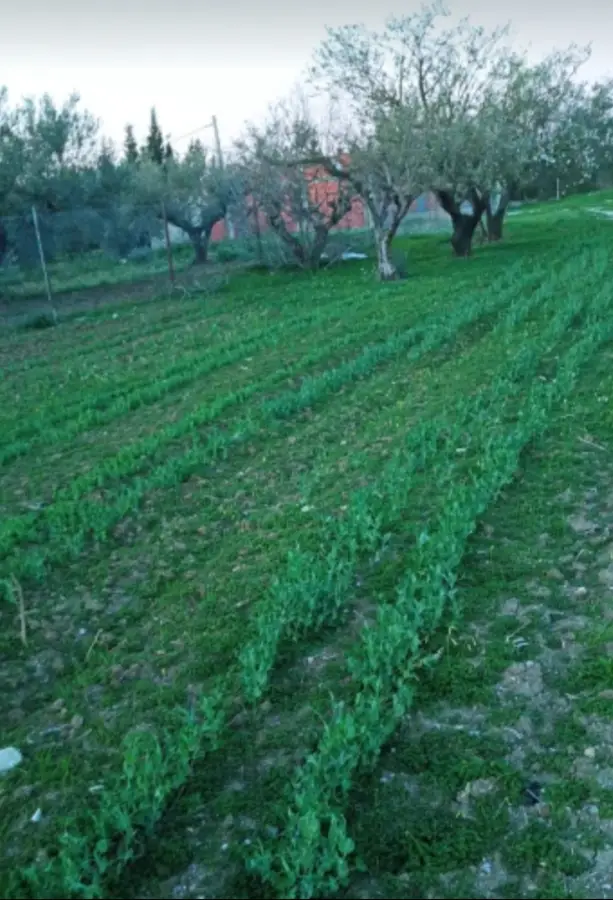 Terrain à vendre à Ben-Arous - Terrain w villa non Fini 316m² - Photo 4