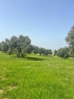 سانــية زيتـــون 🌳 ب 70 مليــون فقــط 💯 ⬅ زغوان القنطرة الكحلة 📍 à Zaghouan